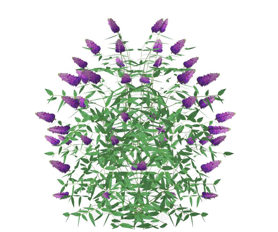 Buddleja Butterfly Bush Purple Image 1