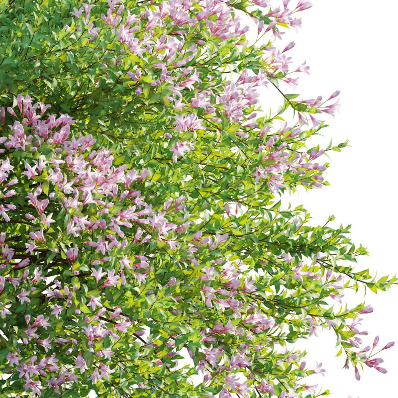 Weigela Florida 01 Image 3