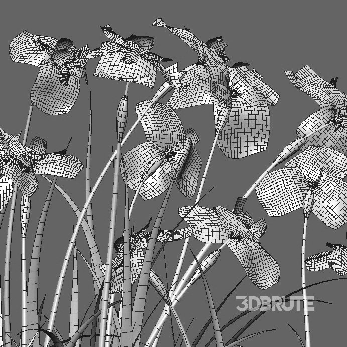 Iris pseudacorus – Yellow flag – 02 Image 4