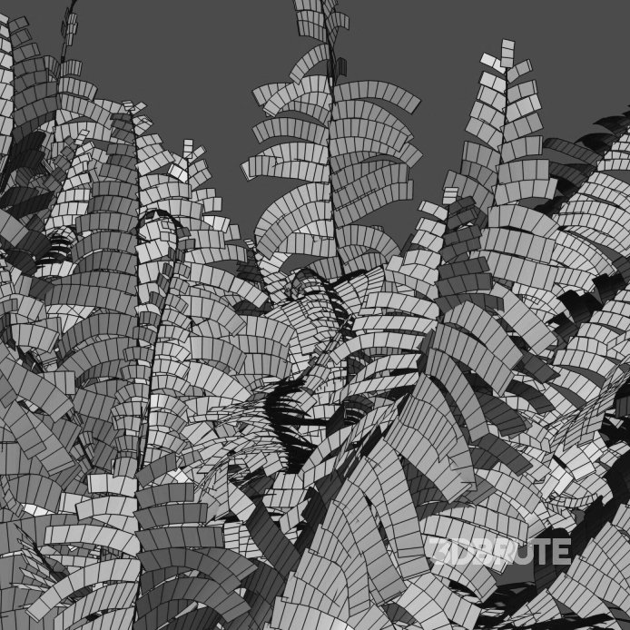 Dryopteris filix-mas – Male fern -02 Image 3