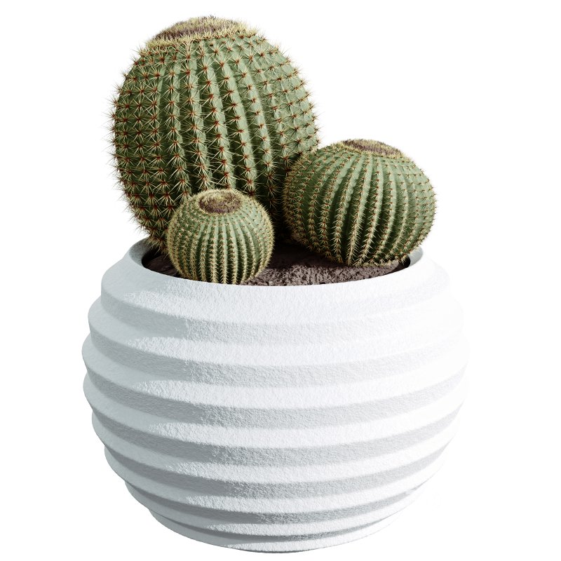 AV Indoor plants set 202 Cactus Grusonii Golden Barrel and Mandarin Citrus Fruit Orange and Mission Olive and Ficus Robusta Abidjan Image 2