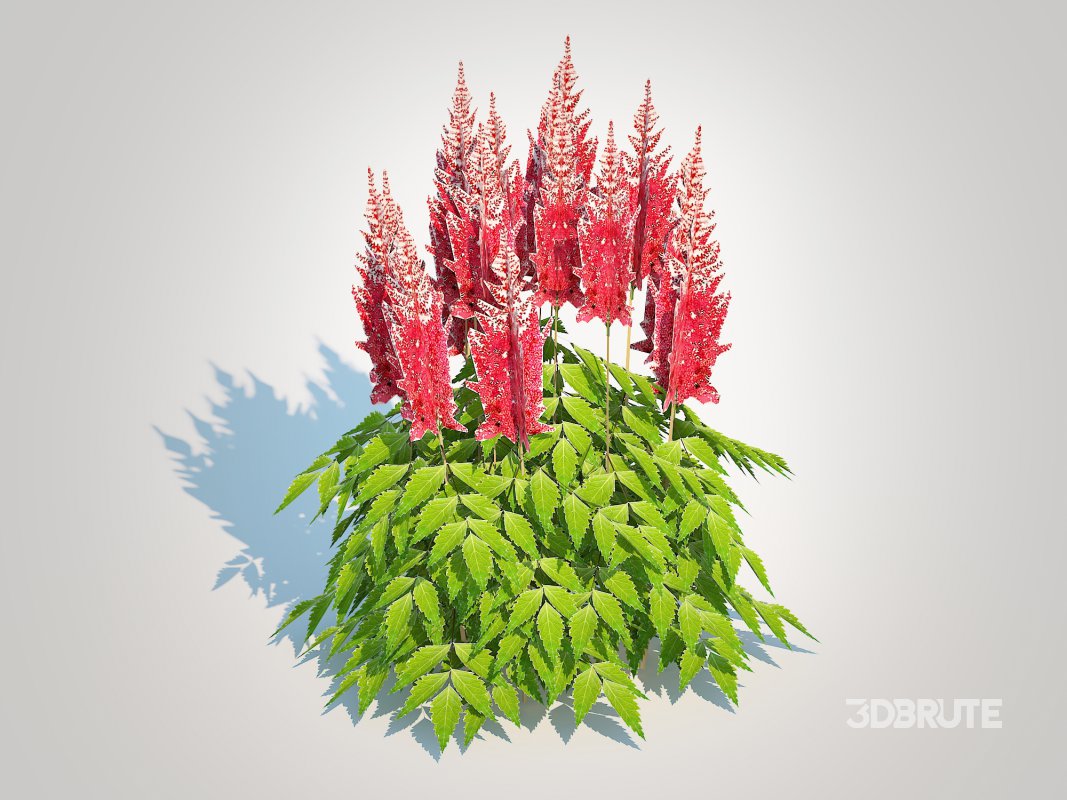 Astilbe-red Image 1