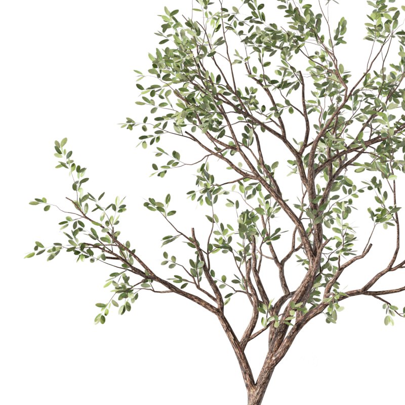 Olive Tree Indoor Plant Set.26 Image 3