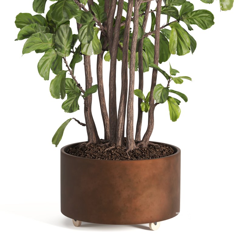 Indoor Plant Fiddle Fig Image 5