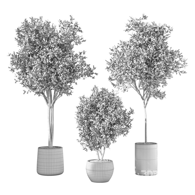 Olive Tree Indoor Plant Set.21 Image 5