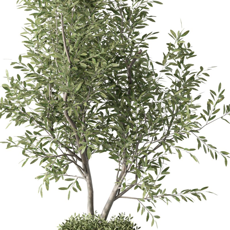 Olive Tree Indoor Plant Set.18 Image 4