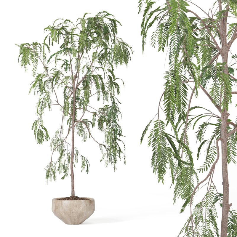 Indoor Plant Suamei Image 4