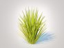 Carex elata – Bowles Golden Sedge - Thumbnail 2