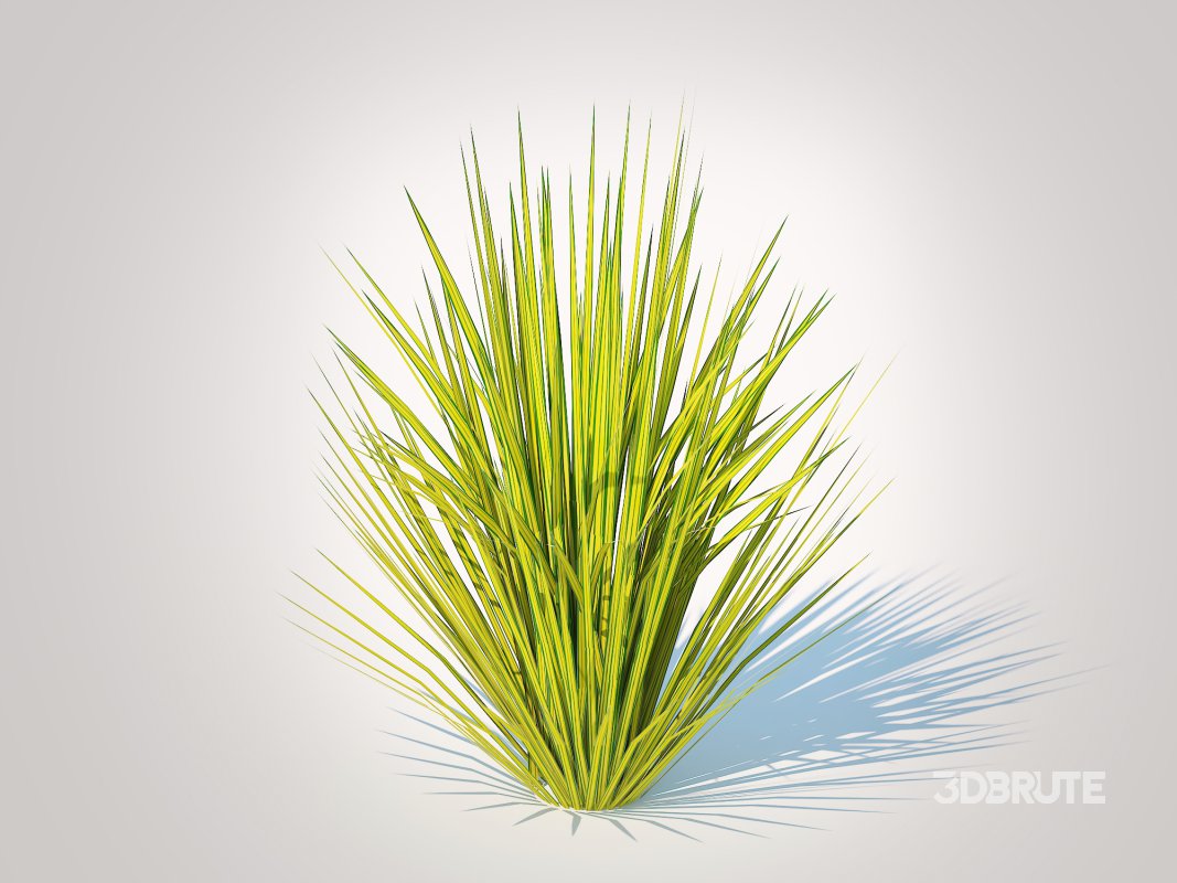Carex elata – Bowles Golden Sedge Image 2