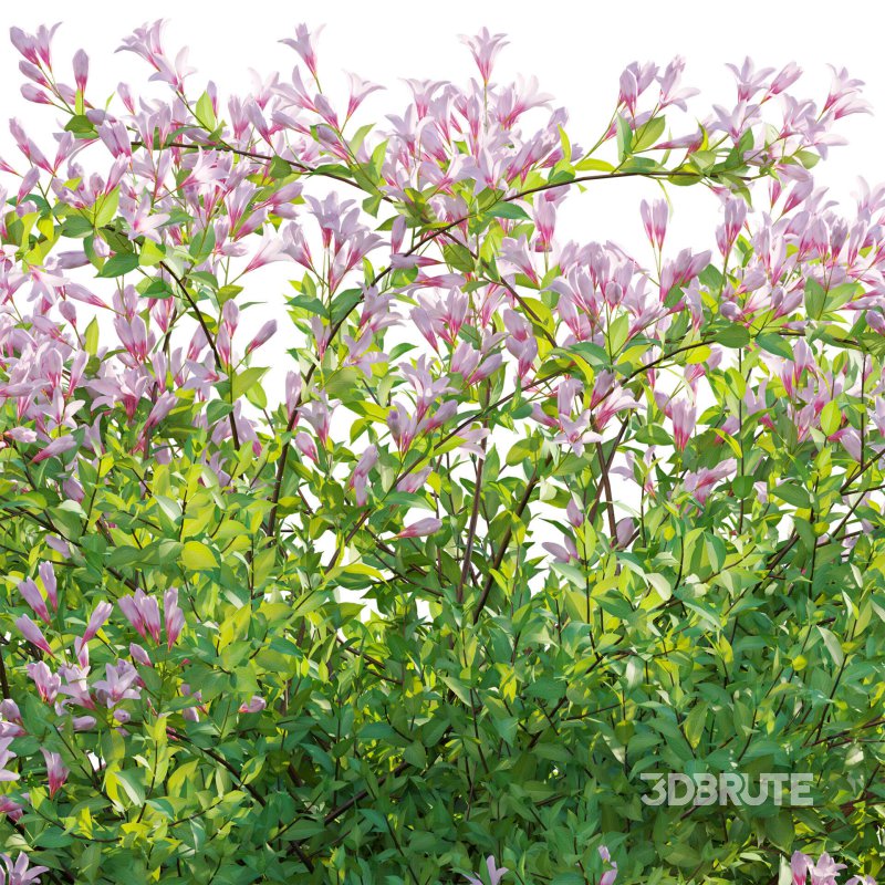 Weigela Florida 01 Image 5