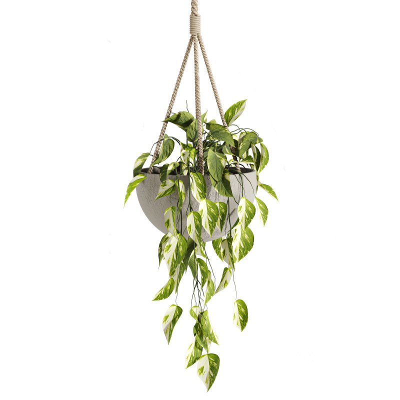 hanging plants Image 5