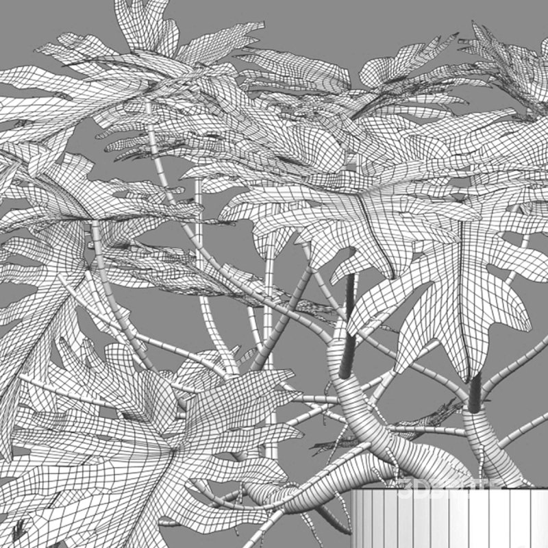 Philodendron bipinnatifidum – Philodendron selloum Split Image 7