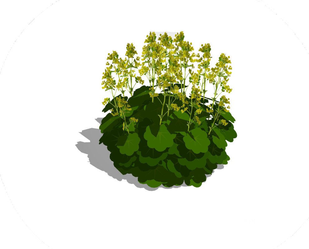 Alchemilla Mollis – Ladies Mantle Image 5