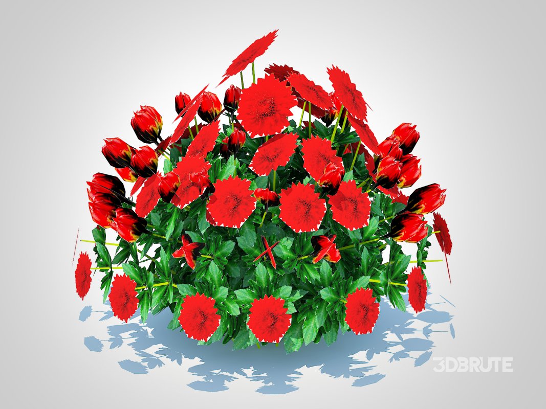 Chrysanthemum – Hardy Mum_red Image 5