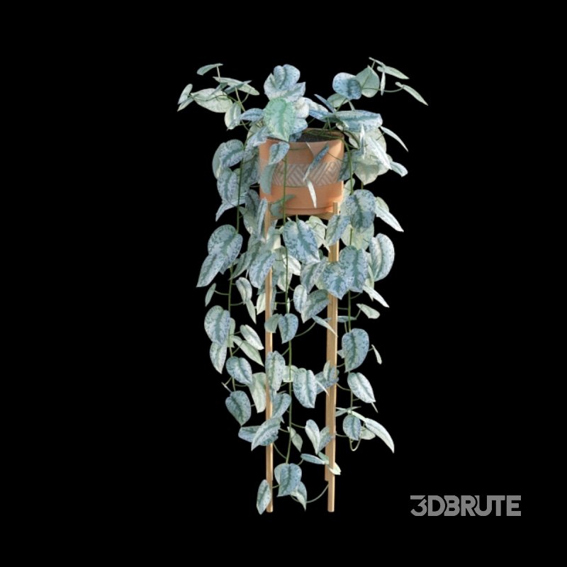 Scindapsus pictus – Satin Pothos – 02 Image 6