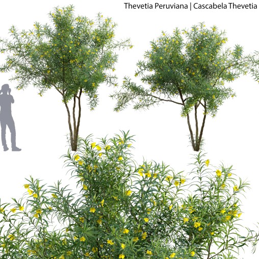 Thevetia Peruviana – Cascabela Thevetia – 01
