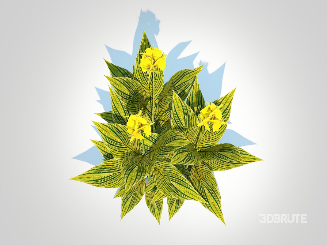 Canna – canna lily (green-yellow) Image 6