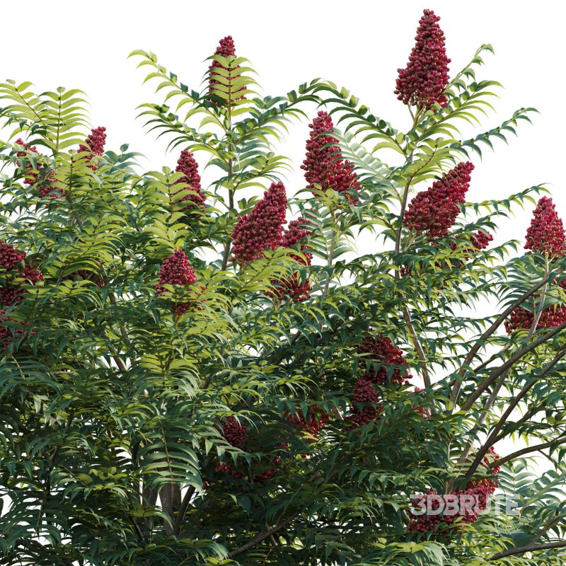 Rhus typhina – Staghorn Sumac 01 Image 3