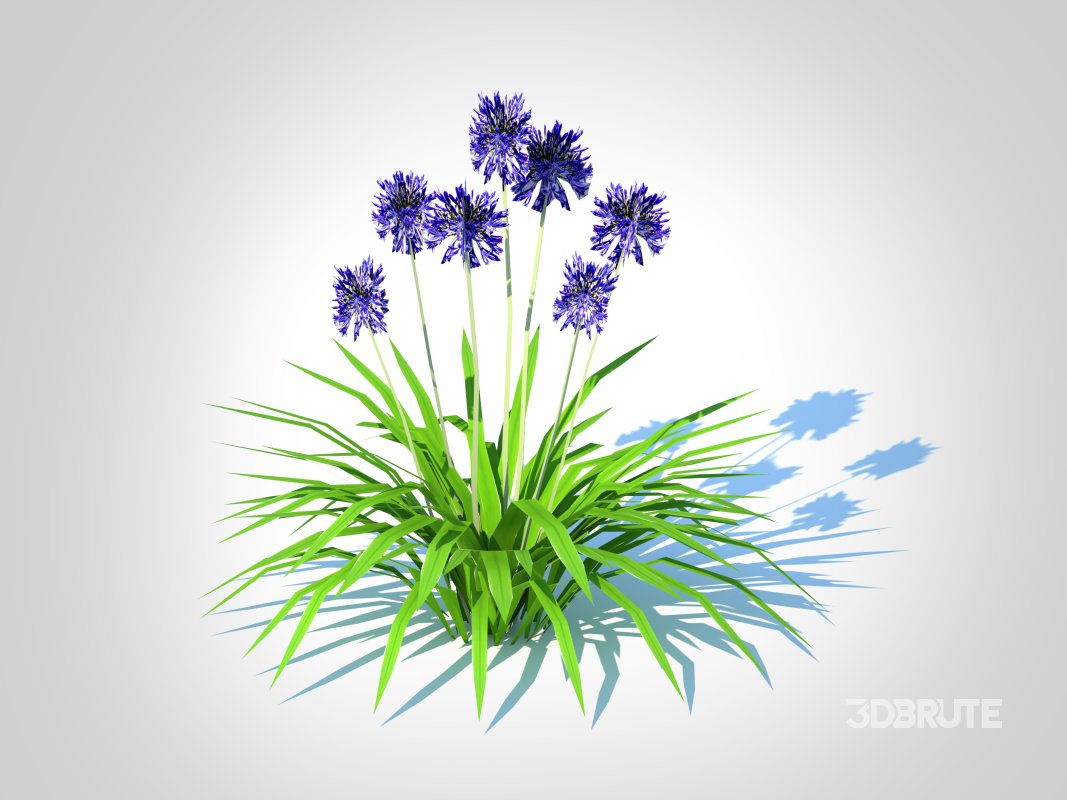 Agapanthus Africanus-dwarf-blue Image 1