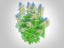 Aruncus-goatsbeard - Thumbnail 5