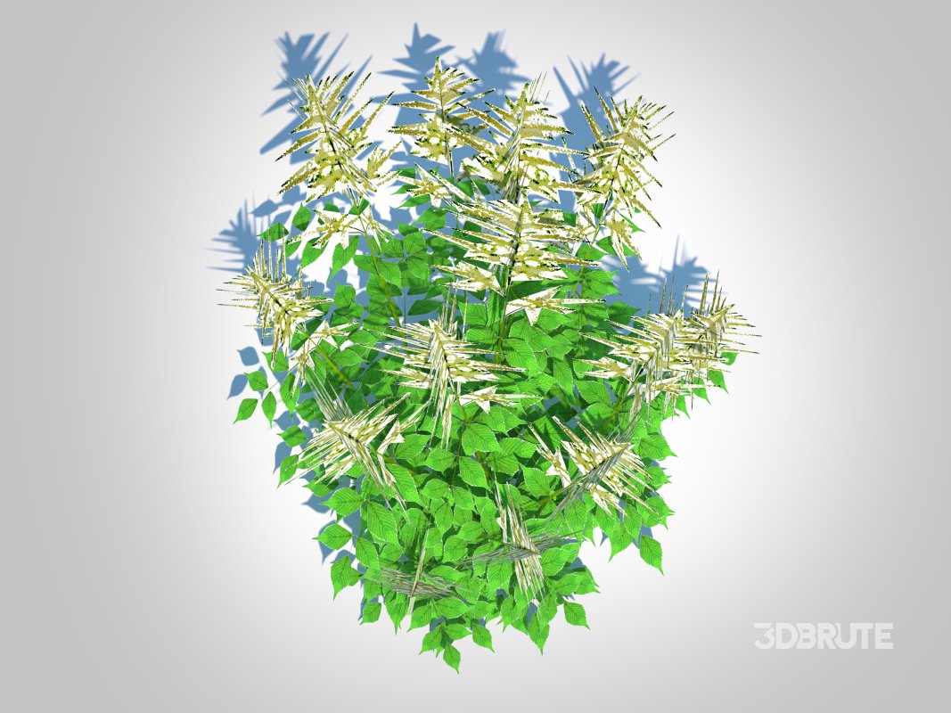 Aruncus-goatsbeard Image 5