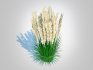 Calamagrostis-reed grass - Thumbnail 5