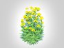 Achillea – yarrow yellow - Thumbnail 1