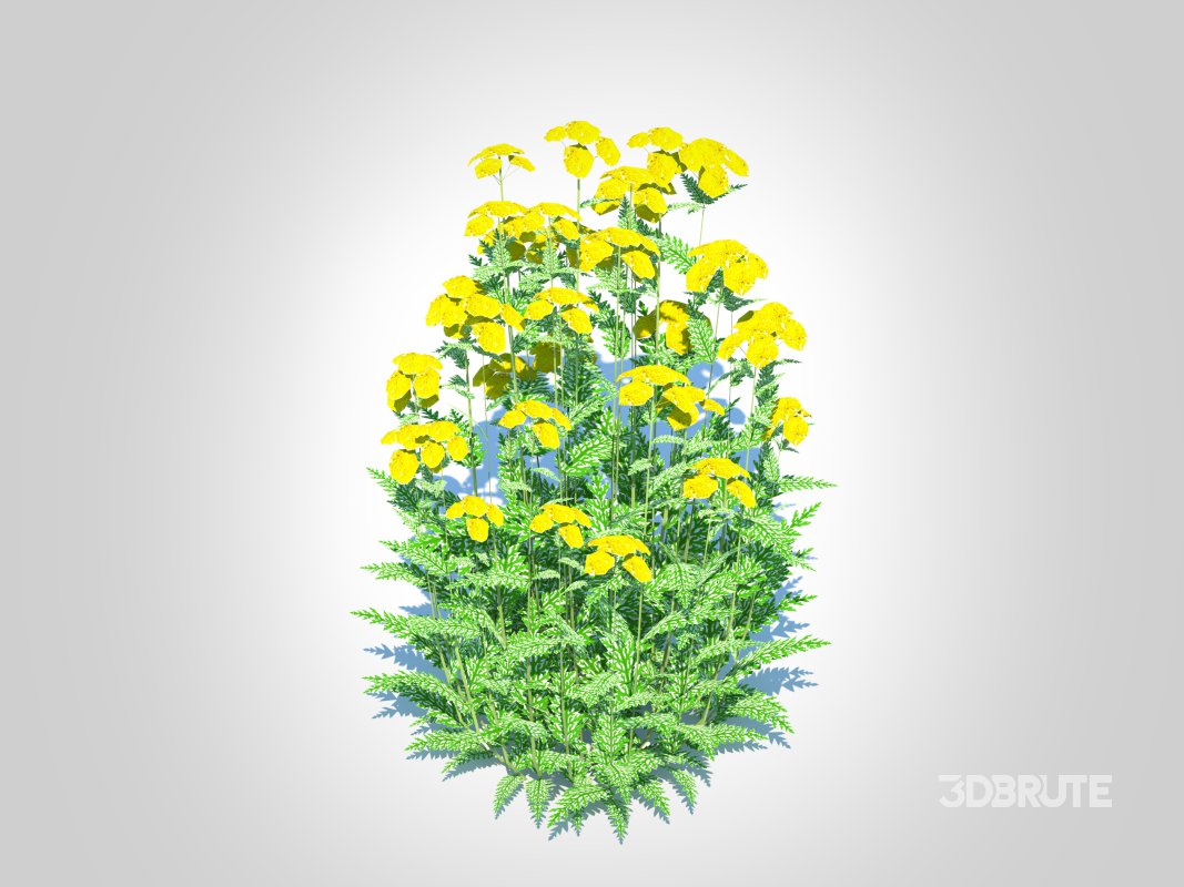 Achillea – yarrow yellow Image 1