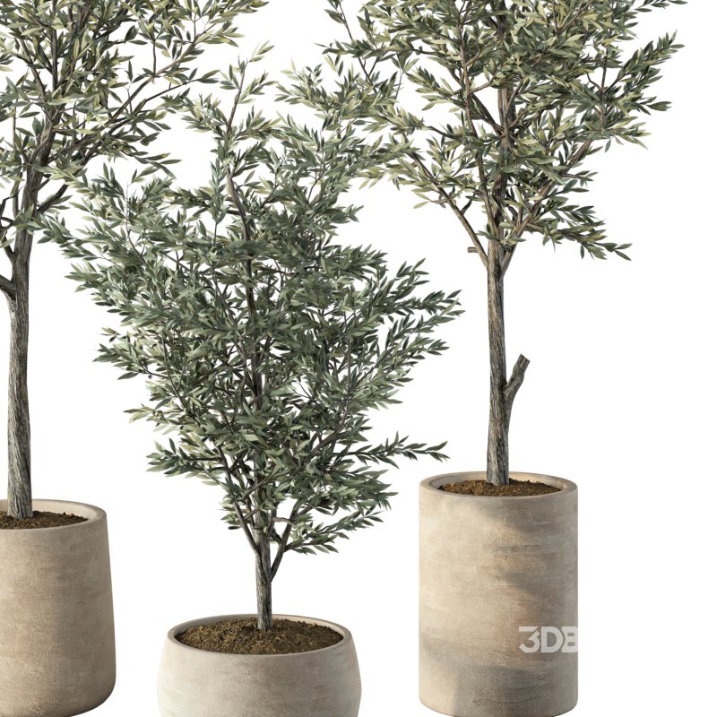 Olive Tree Indoor Plant Set.7 Image 2