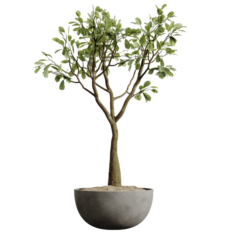 AV HousePlants Japandi Decorative Minimalism Ficus Dracaena Marginata29 Image 1