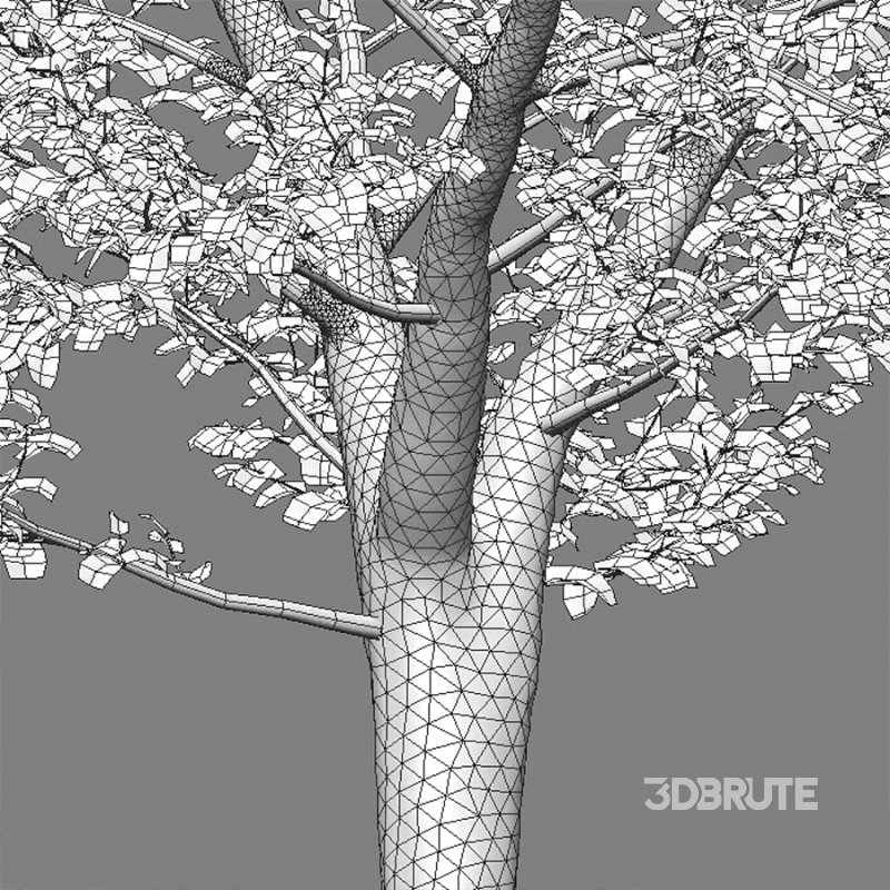 Carpinus betulus – Hornbeam – 01 Image 3