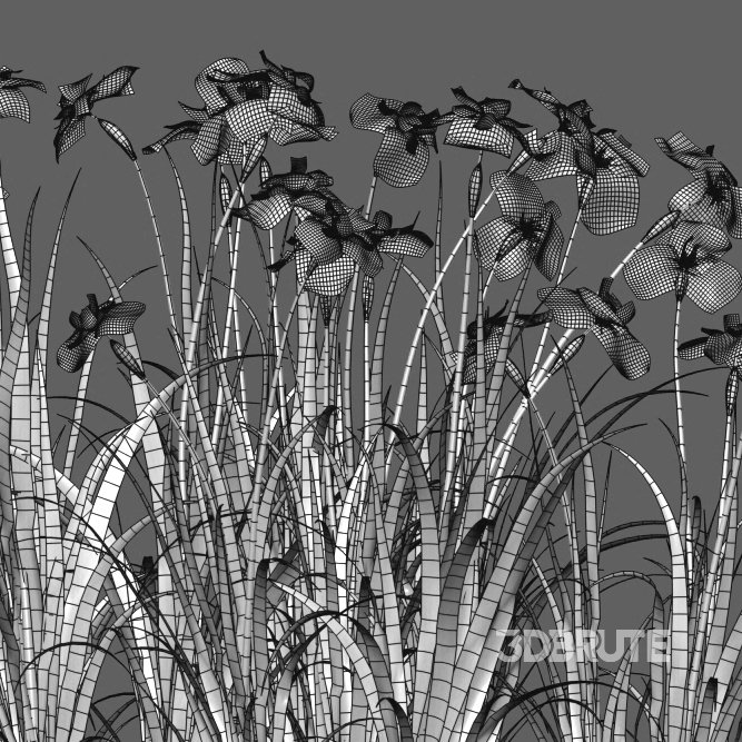 Iris pseudacorus – Yellow flag – 02 Image 5