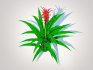 Guzmania – Bromeliad - Thumbnail 4