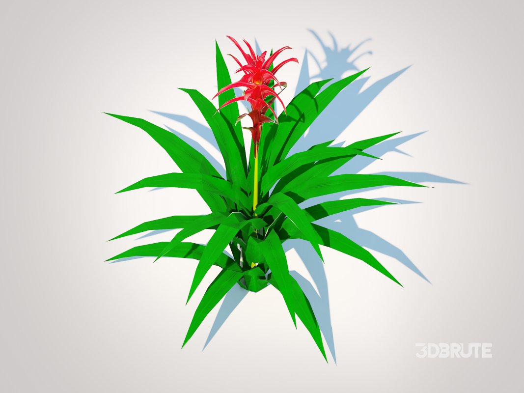 Guzmania – Bromeliad Image 4