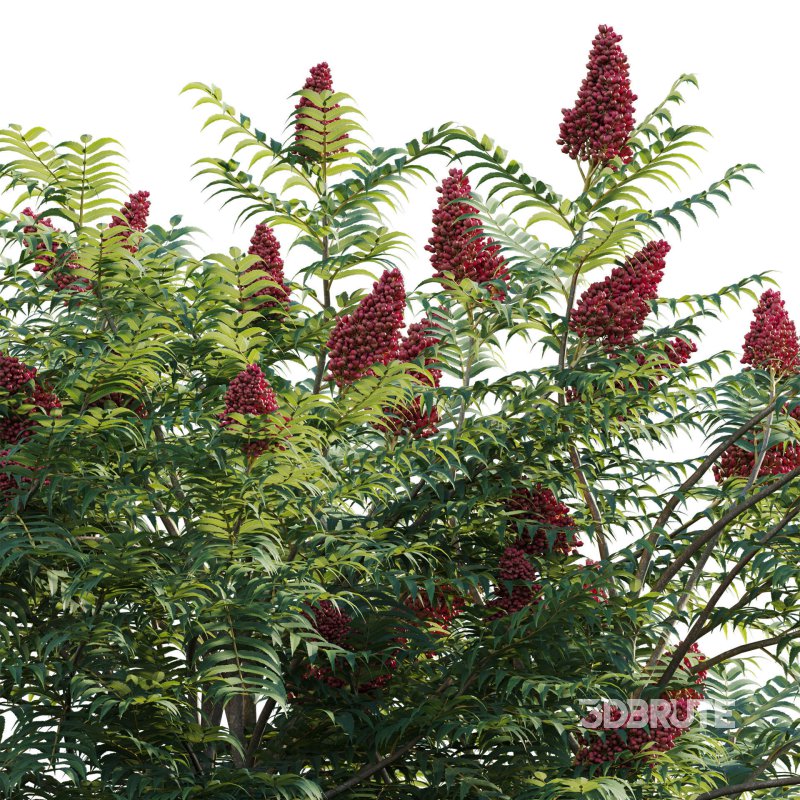 Rhus typhina – Staghorn Sumac 03 Image 3