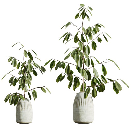 AV HousePlants Japandi Decorative Minimalism Ficus Dracaena Marginata09