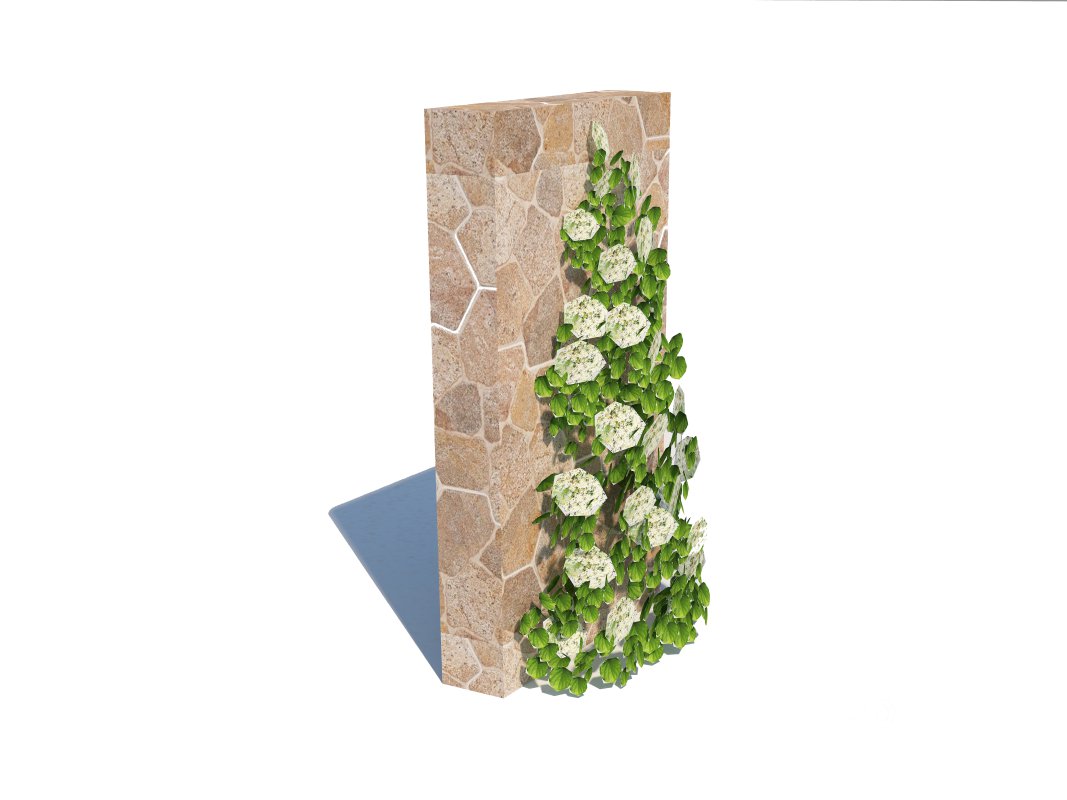 Hydrangea petiolaris – Climbing hydrangea Image 3