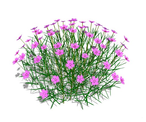 Dianthus plumarius
