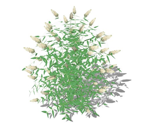 Buddleja Butterfly Bush White
