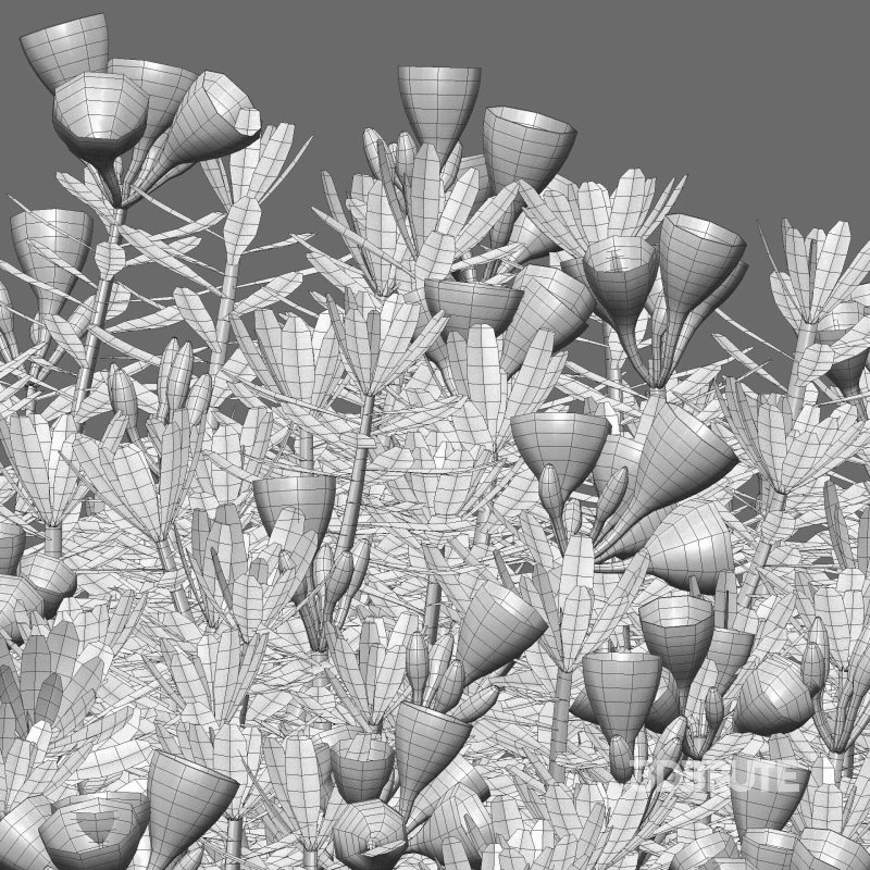 Daphne arbuscula – Shrubby daphne 01 Image 6