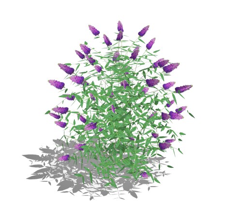 Buddleja Butterfly Bush Purple