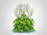 Astilbe-white - Thumbnail 3