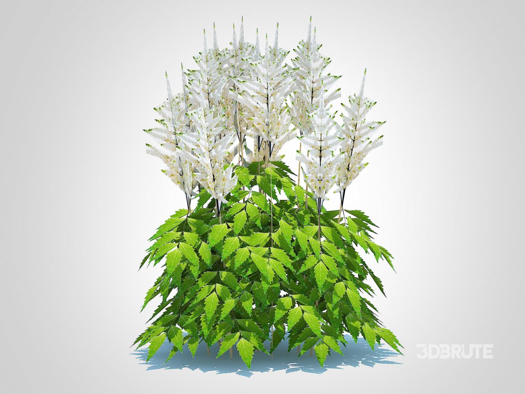 Astilbe-white Image 3