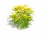 Nandina domestica-heavenly bamboo - Thumbnail 5
