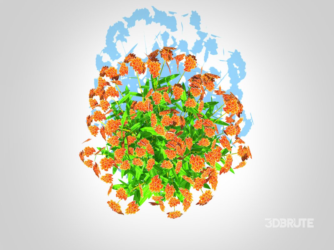 Asclepias tuberosa – Butterfly Weed Image 3