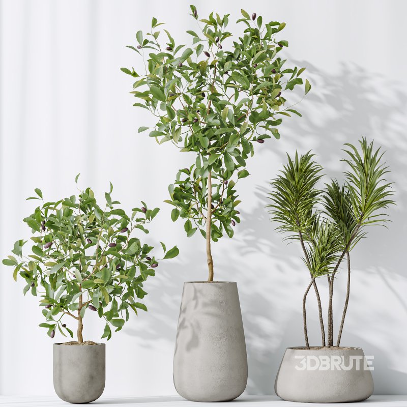 AV Indoor plants set 199 Mission Olive and Yucca Aloifolia Rostrata Palm and Briful Aquatica Grand Artificiel Image 6