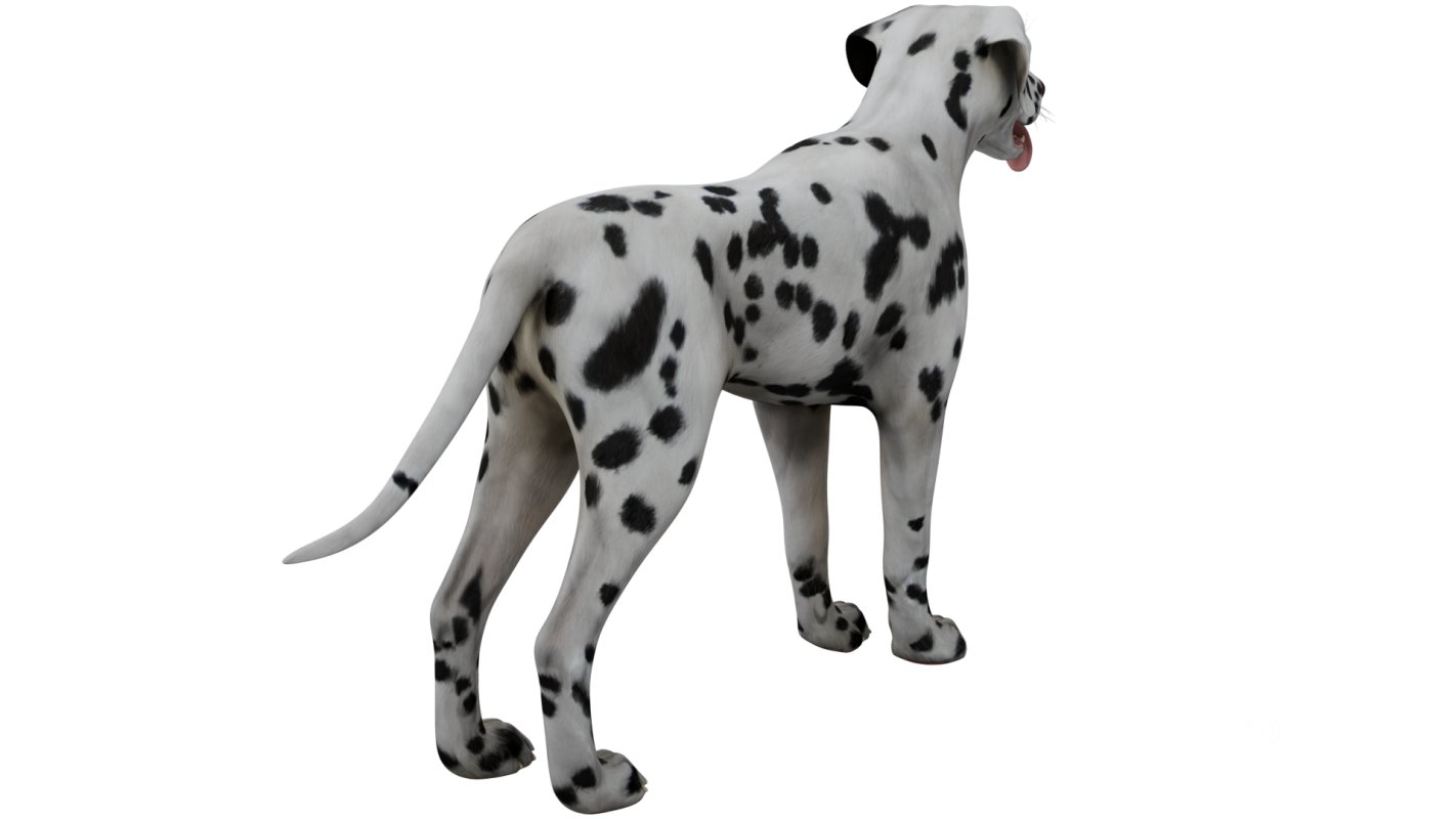 Dalmatian Image 3