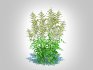 Aruncus-goatsbeard - Thumbnail 6