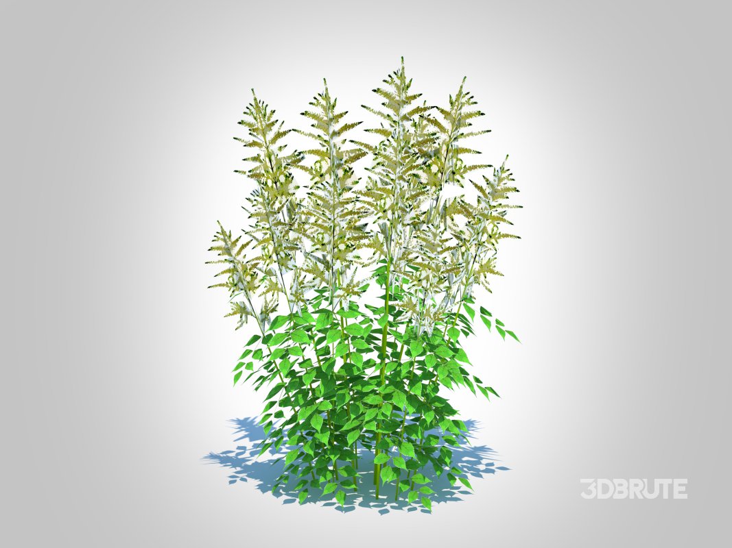 Aruncus-goatsbeard Image 6