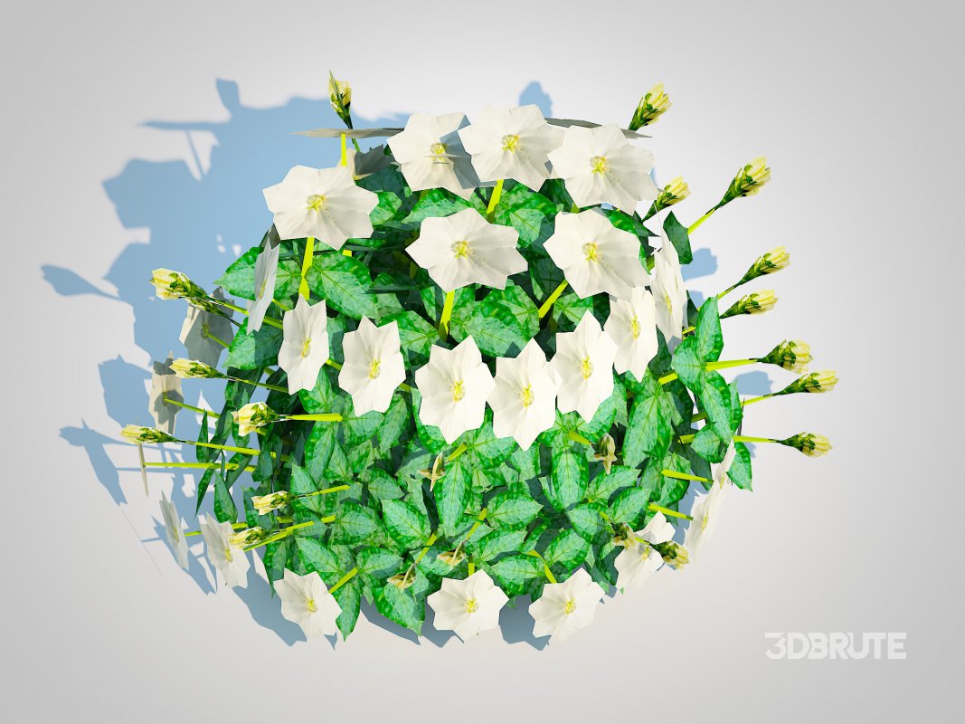 Campanula carpatica – Carpathian Bellflower-white Image 5